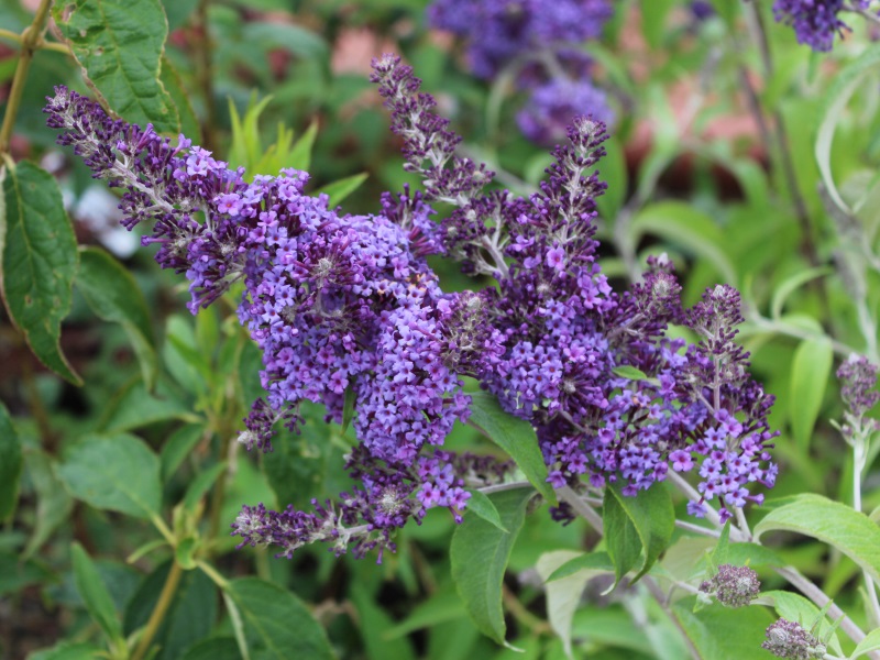 Buddleja davidii 'Panache'-11886