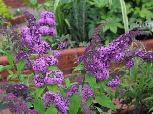 Buddleja davidii 'Reve de Papillion'-0