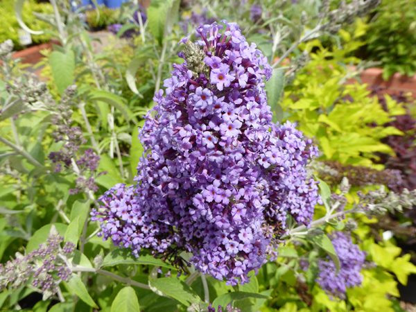 Buddleja davidii 'Panache'-0
