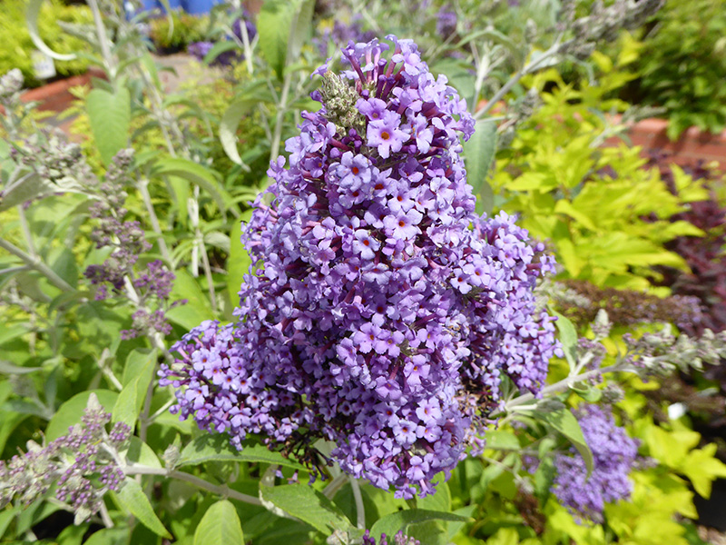 Buddleja davidii 'Panache'-0