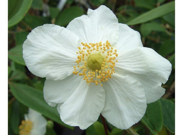 Carpenteria californica 'Bodnant'-0