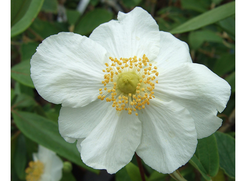 Carpenteria californica 'Bodnant'-0