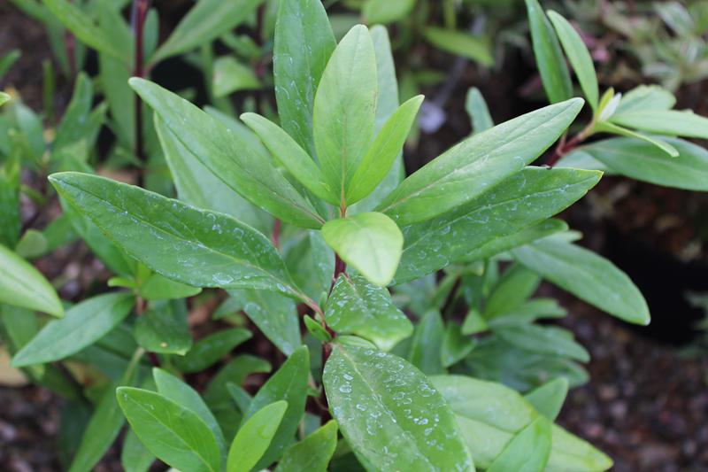 Carpenteria californica 'Bodnant'-7387