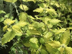Caryopteris x clandonensis 'Summer Gold'-0