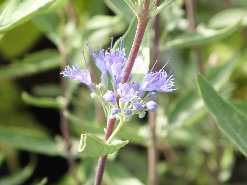 Caryopteris x clandonensis 'Heavenly Baby'-6285