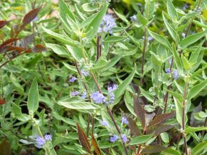 Caryopteris x clandonensis 'Heavenly Baby'-0