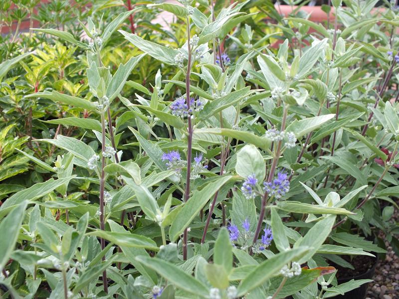 Caryopteris x clandonensis 'First Choice'-0