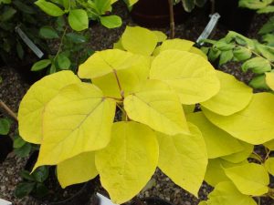 Catalpa bignoniodes 'Aurea'-0