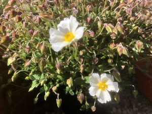 Cistus savifolius 'May Snow'-0