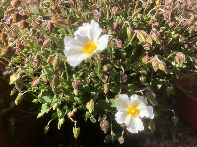 Cistus savifolius 'May Snow'-0