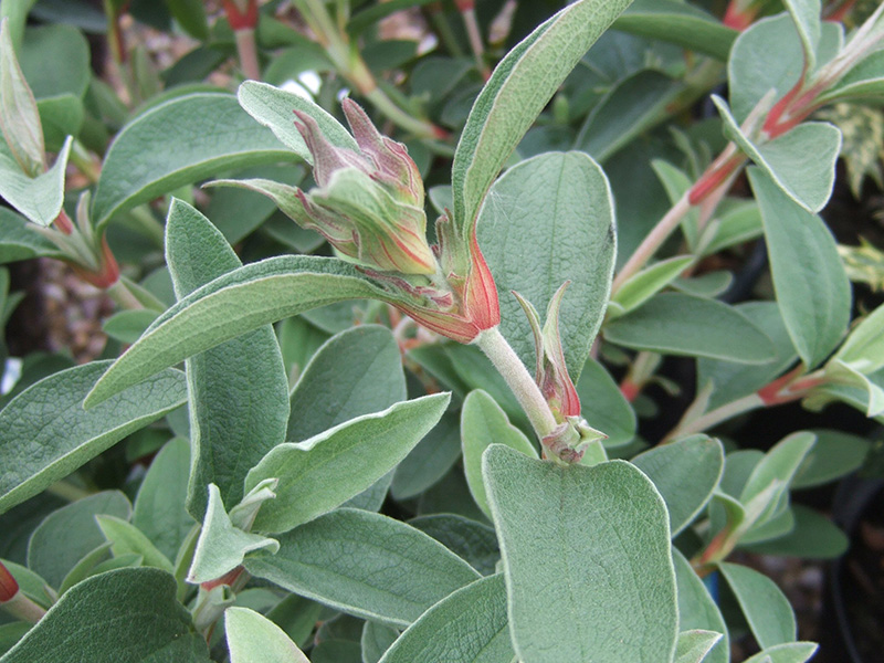 Cistus x purpureus-6301