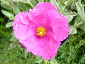 Cistus x pulverulentus 'Sunset'-0