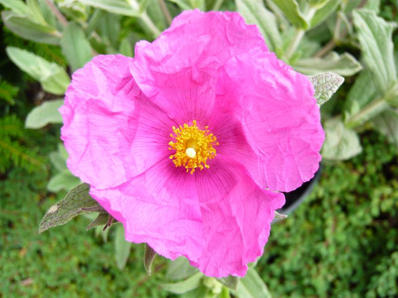 Cistus x pulverulentus 'Sunset'-0