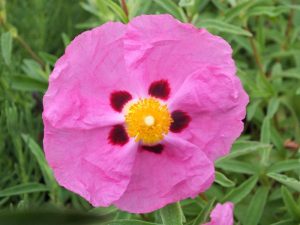 Cistus x purpureus-0