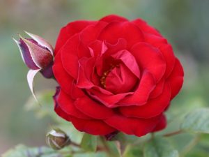Rosa Dwarf Fairy ('Korzweenu')-0