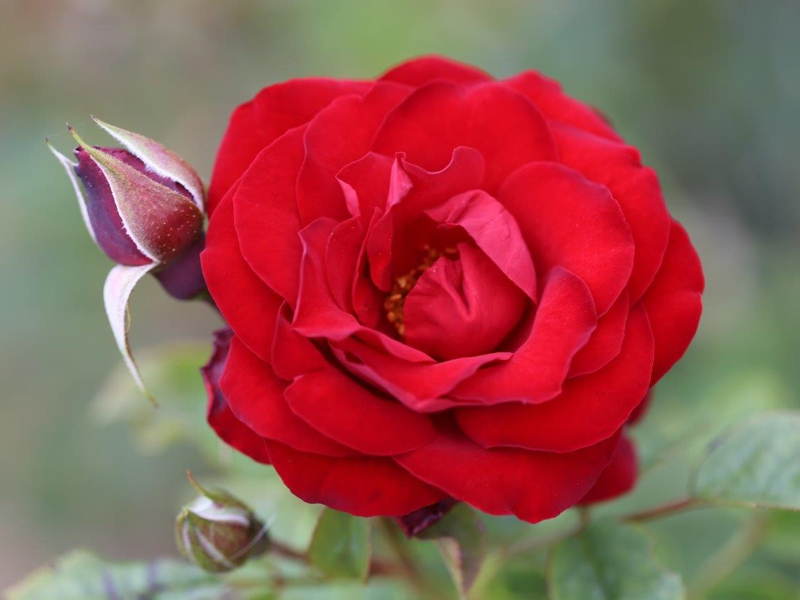 Rosa Dwarf Fairy ('Korzweenu')-0