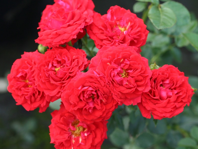 Rosa Dwarf Fairy ('Korzweenu')-0