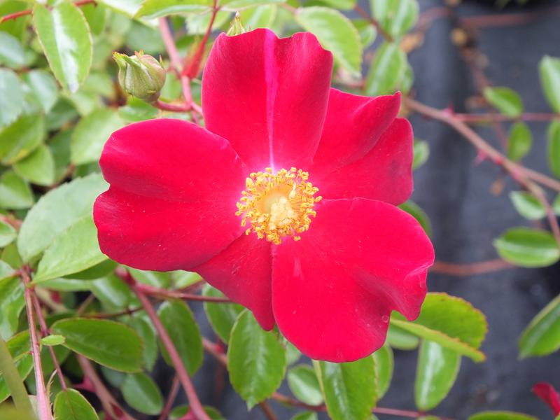 Rosa Flower Carpet Ruby 'Noafeuer' (standard)-0
