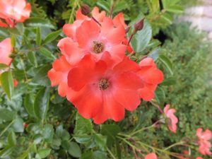 Rosa Flower Carpet Sunset 'Deseoo' (standard)-0