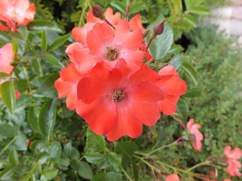 Rosa Flower Carpet Sunset 'Deseoo' (standard)-0