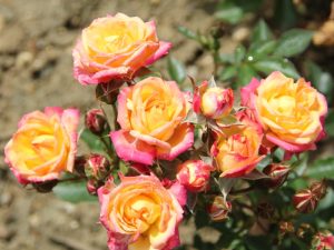 Rosa Little Sunset ('Korlutmag')-0
