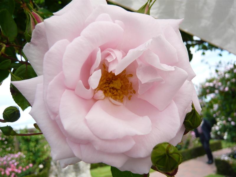 Rosa 'New Dawn'-0