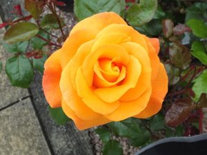 Rosa floribunda Precious Amber 'Noa77800' (standard)-0