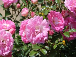 Rosa Flirt 2011 ('Koropapp')-0