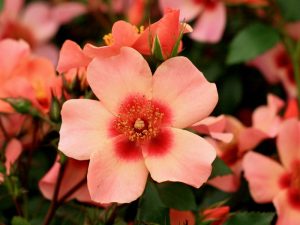 Rosa floribunda For Your Eyes Only 'Cheweyesup'-0