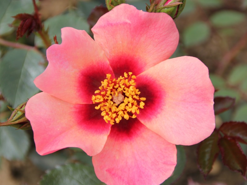 Rosa floribunda For Your Eyes Only 'Cheweyesup'-10723
