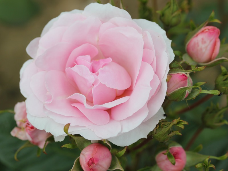 Rosa floribunda Happy Silver Wedding 'Frysilva'-0