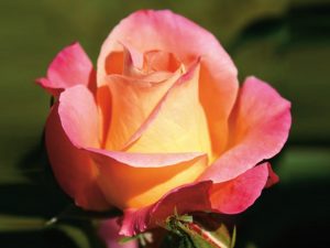 Rosa Hybrid Tea Inspiration 'Noa19597'-0
