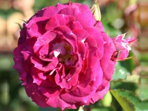 Rosa floribunda Let's Celebrate 'Fryraffles'-0