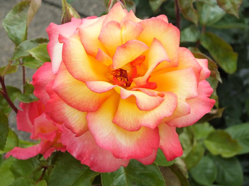Rosa floribunda Sheila's Perfume 'Harsherry'-0