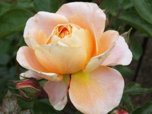 Rosa floribunda The Wren 'Kormamtiza'-0