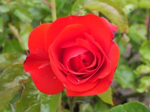 Rosa floribunda Trumpeter 'Mactru' (standard)-0