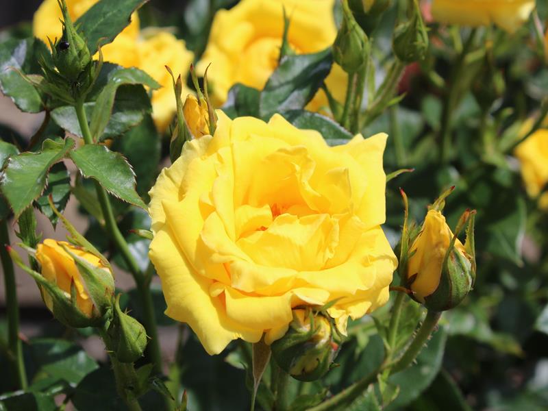 Rosa 'Yellow Patio' (Patio Standard)-0