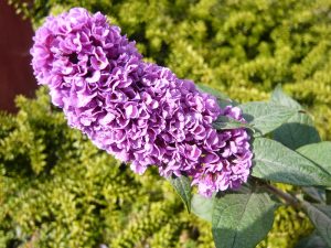 Buddleja davidii 'Pixie Blue'-0