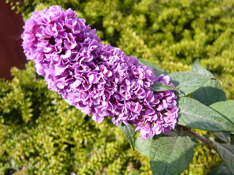 Buddleja davidii 'Pixie Blue'-0