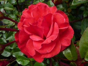 Rosa floribunda Precious Love 'Noa63004'-0