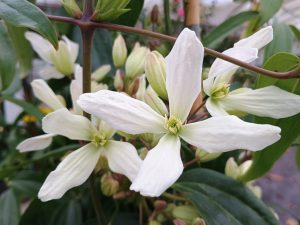 Clematis armandii
