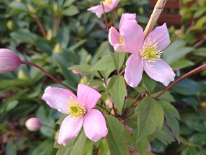 Clematis montana 'Tetrarose'