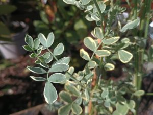 Coronilla valentina subsp glauca 'Variegata'