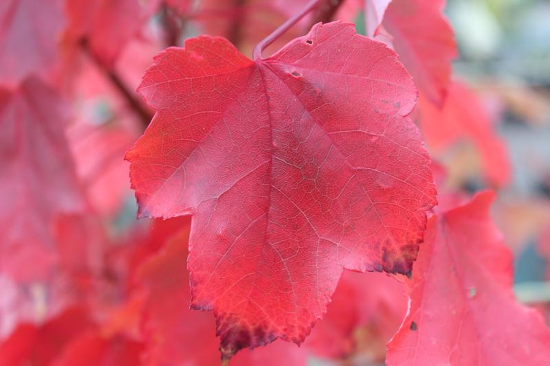 Acer rubrum 'October Glory'-7532