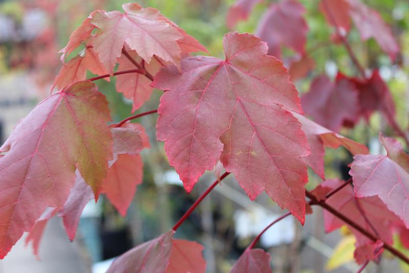 Acer rubrum 'October Glory'-7531