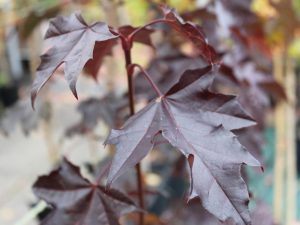 Acer platanoides 'Crimson King'-0