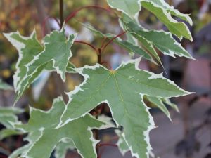 Acer platanoides 'Drummondii'-0