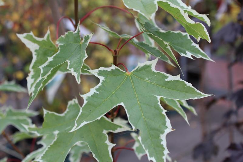 Acer platanoides 'Drummondii'-0