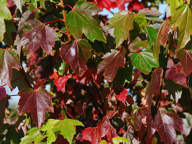 Acer rubrum 'Brandywine'-0