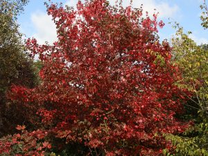 Acer rubrum 'October Glory'-0